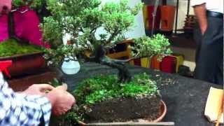 Como trasplantar y cortar raices a un bonsai Por Copeland Bonsai [upl. by Oderf959]