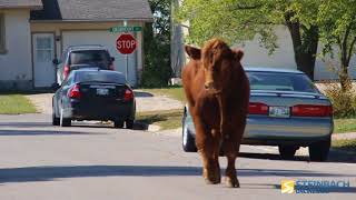 Dashcam Footage Of Cattle Falling Out Of Trailer In Steinbach [upl. by Onia]