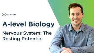 Nervous System The Resting Potential  Alevel Biology  OCR AQA Edexcel [upl. by Rand42]