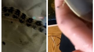 Petco Fish Reveal Part 2  I Wonder if it Bites youtube saltwater aquarium eel salt [upl. by Bliss]