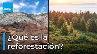 🌳🌎¡Descubre los BENEFICIOS de la REFORESTACIÓN para el Planeta🌳🌎 [upl. by Llednew]