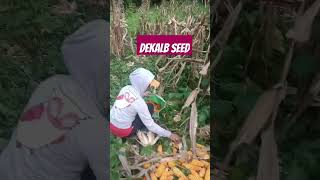 DEKALB HIGHBREED SEED [upl. by Adnih]