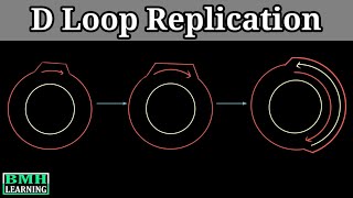 D Loop Replication  Mitochondrial DNA Replication [upl. by Ykcaj]