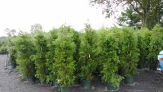 selling fast growing evergreen and screewning trees for barriers and windbreaks [upl. by Euqinmod100]