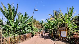 Musa acuminata and balbisiana  two wild bananas are the oldest origin of agriculture [upl. by Oech]