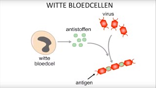 Virussen bacteriën witte bloedcellen en inentingen [upl. by Notsle]