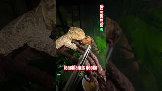 Leachianus gecko 🦎geckolife reptiles shorts lizard gecko animals fyp [upl. by Oilegor]