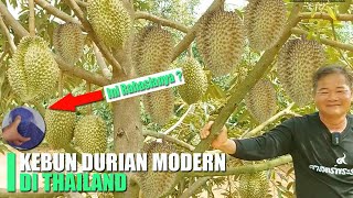 Perbedaan Kebun Durian Thailand dan Indonesia Pantesan Indonesia Kalah [upl. by Arbed]