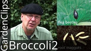 How to Grow Broccoli Cabbage  Part 2 Pest Management broccoli [upl. by Einhpad192]