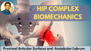 Hip joint articular surface acetabular labrumHip Complex Biomechanics [upl. by Llenreb394]