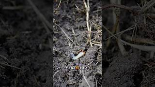 Let’s talk grubs  Part 1 🐛❌ grubs lawntips zoysia lawntok lawncare lawninsects dfw texas [upl. by Ronnoc]