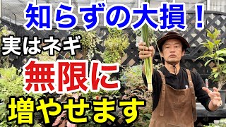 【目からウロコ】ネギは家で永遠に収穫できます。 【カーメン君】【園芸】【ガーデニング】【初心者】 [upl. by Berkin635]