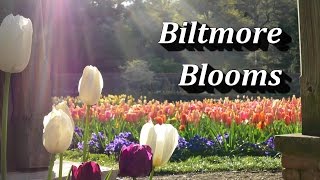 4K Biltmore Blooms  Dancing Tulips Enjoy [upl. by Eledoya237]