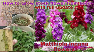 How to grow stock flower from seed with updateस्टॉक फूल को बीज से कैसे उगायेstockflower [upl. by Goto]