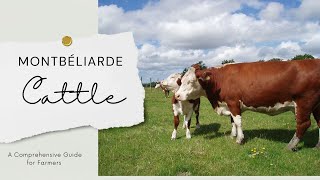 Montbéliarde cattle A Comprehensive Guide for Farmers [upl. by Bigler206]