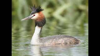 Great Crested Grebe Bird Call [upl. by Aeila]