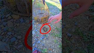 Today Looking Hungry  chicks partridges shortsviral wildlife [upl. by Atnahc52]