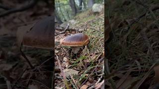 Boletus edulis da intrattenimento😎porcini boletus viralvideo funghi mushroom forest nature [upl. by Ablasor]