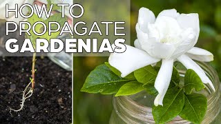 Propagating Gardenia  The Easy Method [upl. by Prestige]