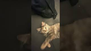 Muffin my kitty animalsfunny shortsanimalsvideos animals lovely [upl. by Ecerahs]