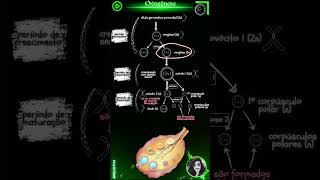 Diferenças Cruciais entre Ovogênese e Espermatogênese [upl. by Ylenats54]