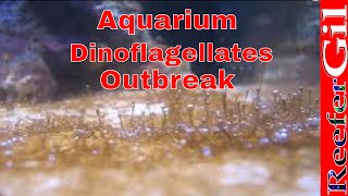 How To Treat DinoflagellatesSaltwater Aquarium [upl. by Glass825]