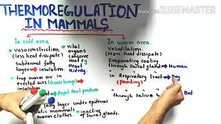 Thermoregulation in mammals  class 12 Biology [upl. by Derdlim]