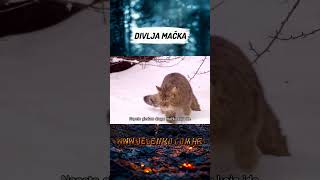 DIVLJA MAČKASHORTS [upl. by Raviv]