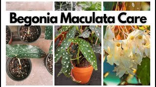 Begonia Maculata Houseplant Care Guide 🌿  Tips for Thriving Polka Dot Begonias [upl. by Pierro]