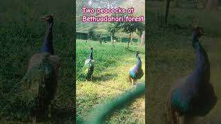 Peacock at Bethuadahari forest nature ecotourism zooanimals [upl. by Rojam]