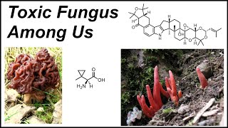 The Science of Fungal Toxins [upl. by Atiuqehs181]