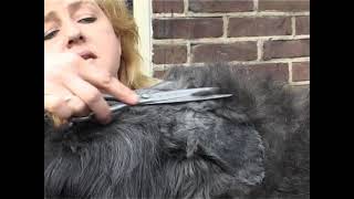 Bouvier des Flandres Grooming Part 1 of 2 [upl. by Llennehc]