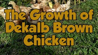 Raising Dekalb brown Chickens  Timelined [upl. by Nitsur]