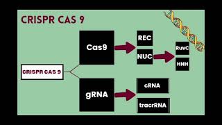 Components of CRISPR Cas 9 وجنون حفيظ الدراجي [upl. by Maxia734]