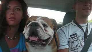 English bulldog Lex on the road [upl. by Driscoll410]