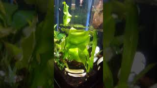 Neocaridina Shrimp tank  live plants [upl. by Adams]