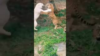 White Lion VS Tiger Fight shorts wildlife endangeredspecies animals [upl. by Noman]