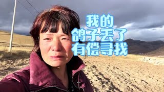 一人一羊一鸽子全国自驾游，在囊谦县鸽子飞丢了…携宠出游 [upl. by Merissa]