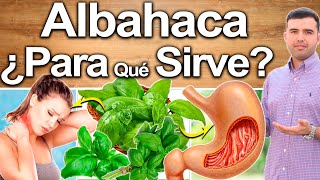 Albahaca Para Todo  Para Qué Sirve  Beneficios Para Tu Salud Y Belleza [upl. by Shererd]