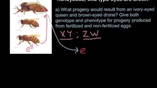 Haplodyploidy in honeybees [upl. by Samohtnhoj]