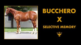 Bucchero x Selective Memory  Taylor Made Sales  Bucchero Stallion [upl. by Vano33]