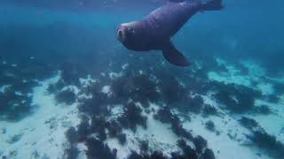 Sea Lions at Jurien Bay WA westernaustralia [upl. by Mittel]