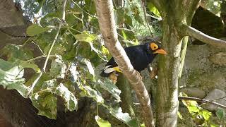 Vogelpark Turnersee  Papageien und Atzel [upl. by Shum776]