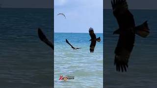 Eagle flying in Rameswaram nature naturephotographer [upl. by Rocher30]