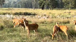 The Group Of Barasingha Kanha National Park 🏞️ [upl. by Yreme]