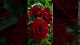 Beautiful natural flowers gardens nature​flowers​ natural​ytshts​youtube​beautifulflowers​ [upl. by Necila]