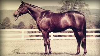 A Tribute to the Thoroughbred Sport Horse [upl. by Noryak]