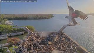 2024 06 22 Captiva Osprey Cam [upl. by Hayward331]