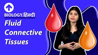 Fluid Connective Tissues  Hindi  Structural Organisation In Animals  Biology [upl. by Rawna693]