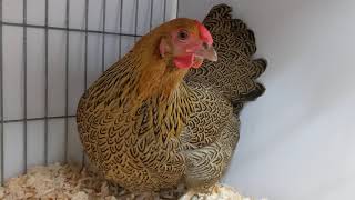 Partridge or Gold Pencilled Wyandotte bantam with beautiful markings on the feathers [upl. by Rufina]